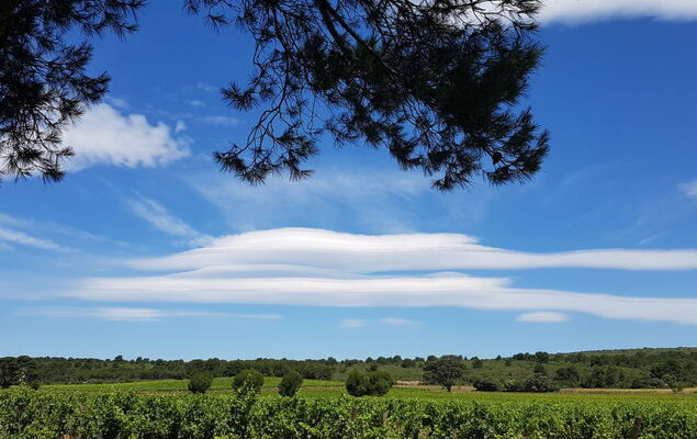 La maison du carignan - Photo 25