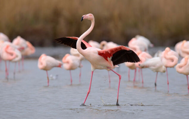 Le Quai aux Fleurs - Photo 21
